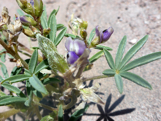 Ciliate leaves