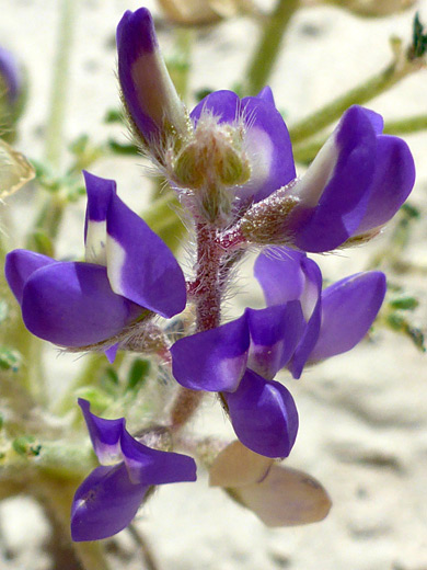 Dark purple flowers