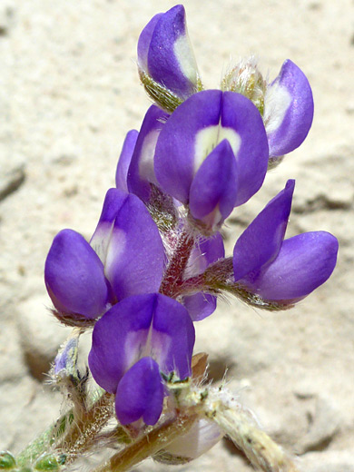 Inflorescence