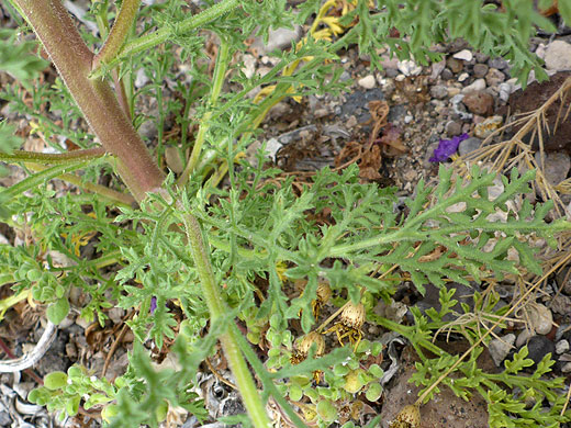 Finely-divided leaves