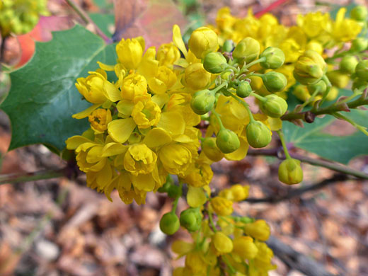 Flowers and buds