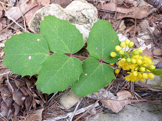 Flowers and leaflets