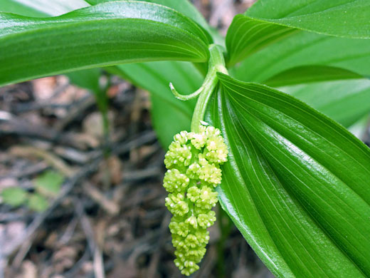 Developing flowers