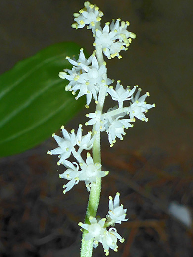 Elongated flower cluster