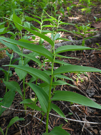 Alternate leaves