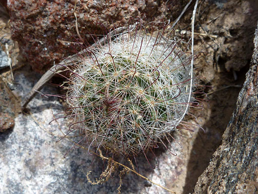 Spines of Arizona fishhook cactus