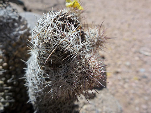 Rat-tail pincushion cactus spines