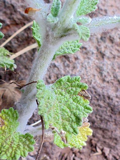 White Horehound