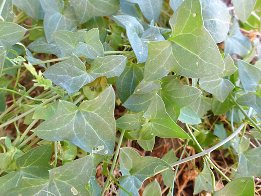 Stems and leaves