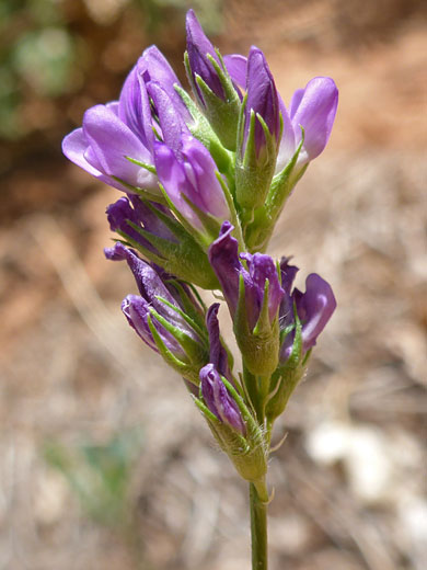 Purple corollas and green calyces