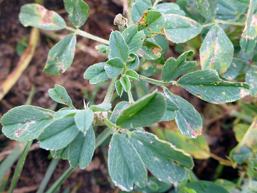 Veined leaflets