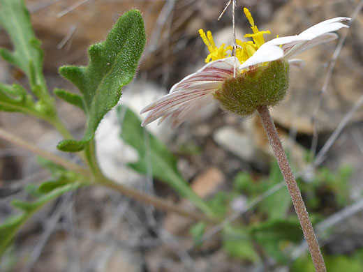 Side view of a flowerhead