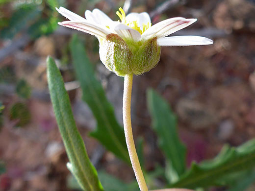 Hairy phyllaries