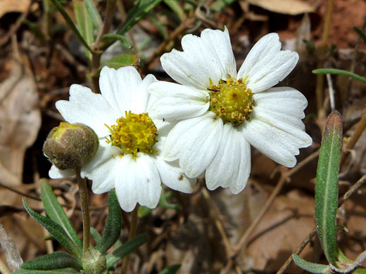 Flowers and bud