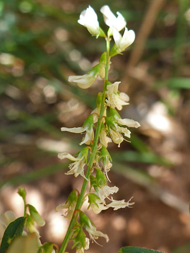 White Sweetclover