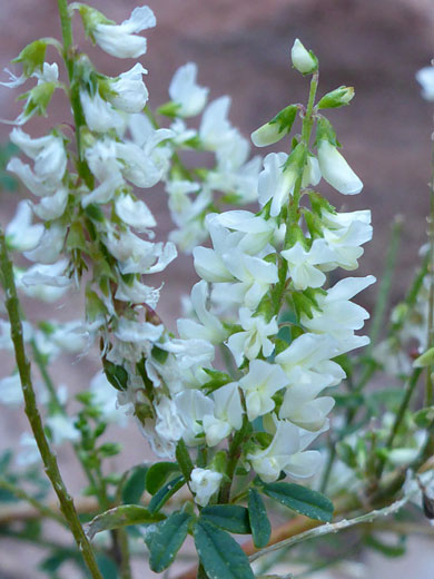 Flowering stems