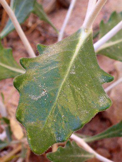 Wavy-edged leaf