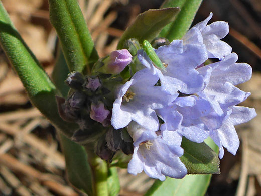 Sagebrush Bluebells; Sagebrush bluebells (mertensia oblongifolia), Deertrap Mountain Trail, Zion National Park, Utah