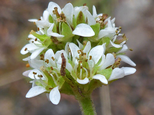 White petals and green sepals