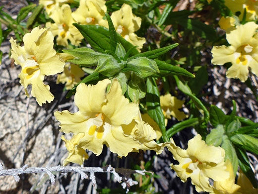 Leaves and flowers