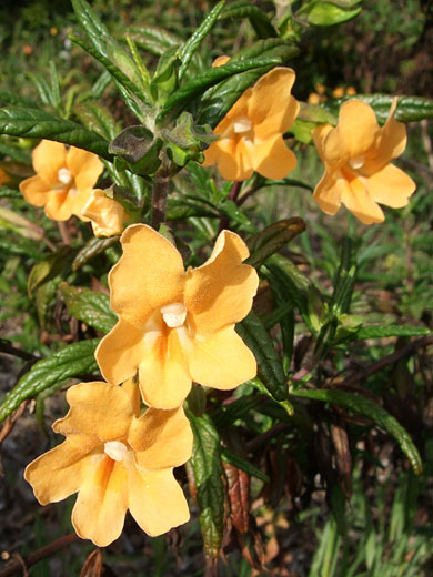 Sticky Monkeyflower