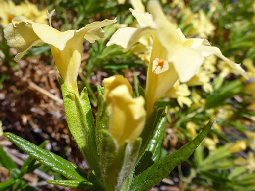 Green calyx