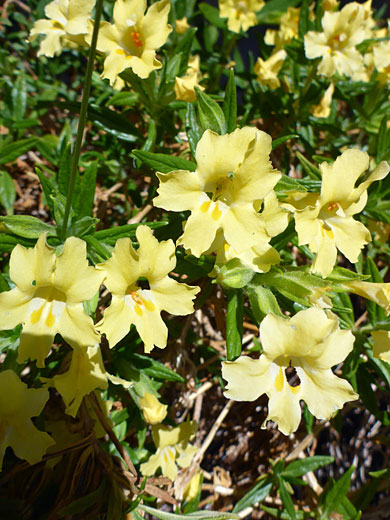 Yellow flowers