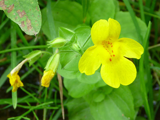 Common Monkeyflower