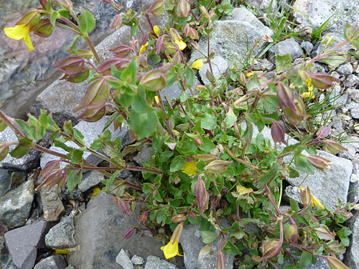 Stems and leaves