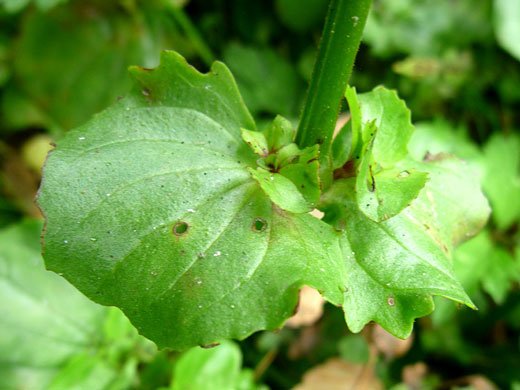 Stem leaves