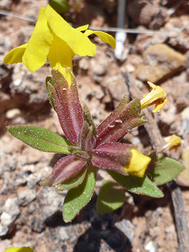 Reddish calyces