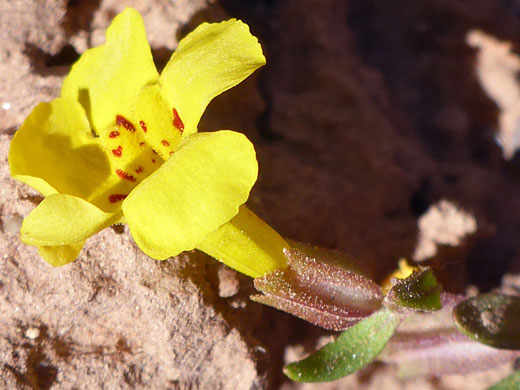 Red-spotted lobes