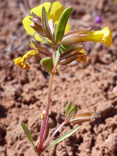 Reddish stem