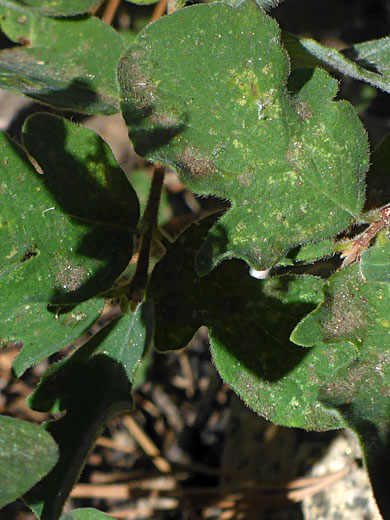 Broad leaves