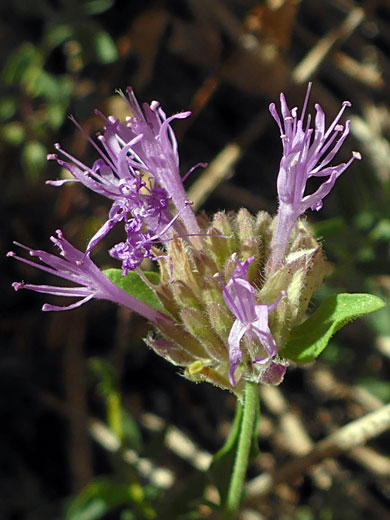 Elongated flowers