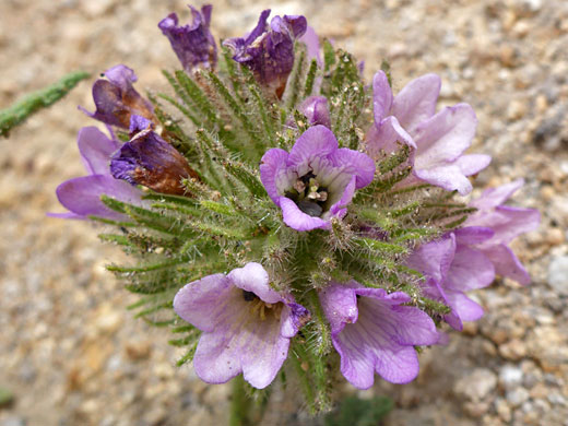 Hairy calyces