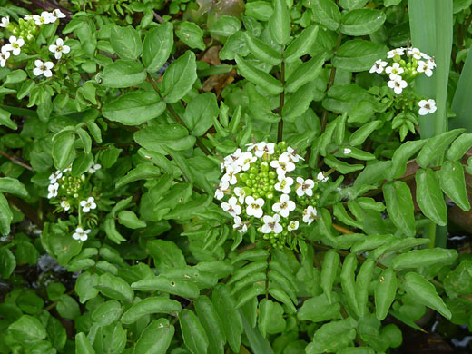 Watercress