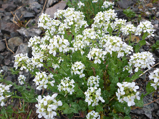 Many flowers