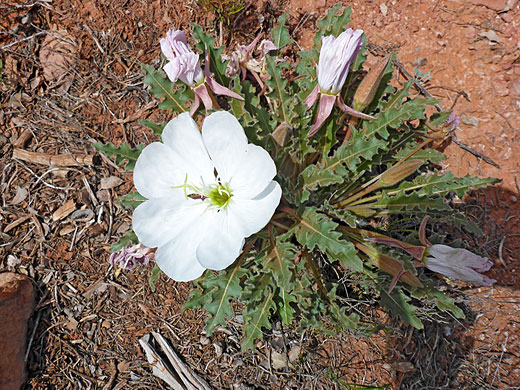 Pure white petals