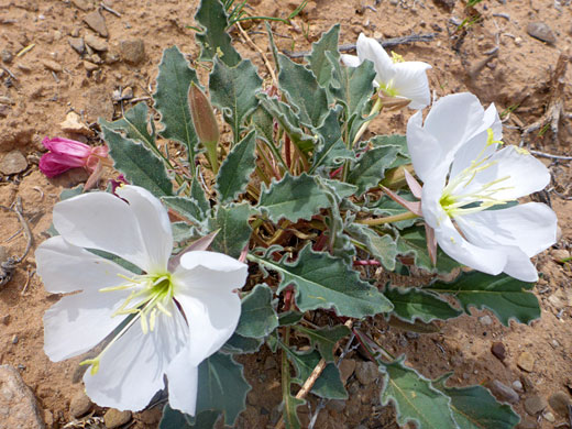 Low-growing plant