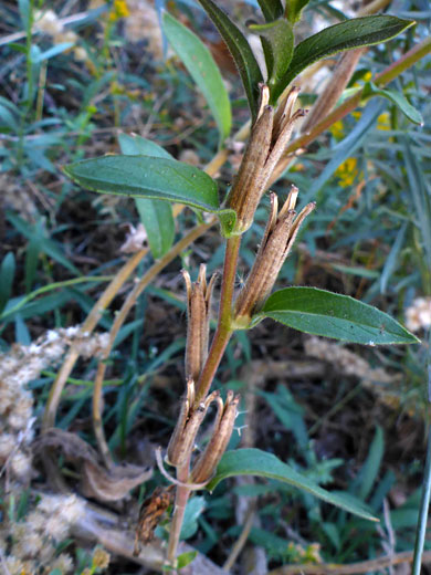 Cauline leaves