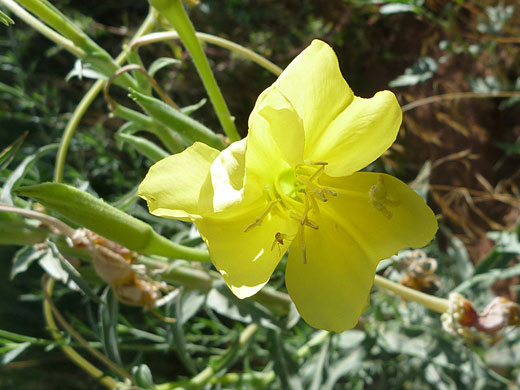 Yellow petals