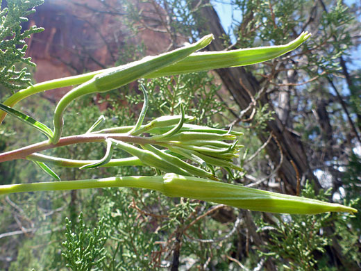 Long buds