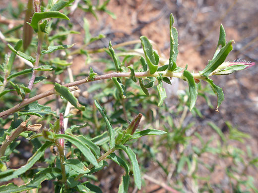 Thick, toothed leaves