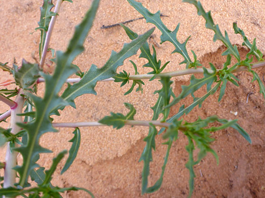 Stems and leaves