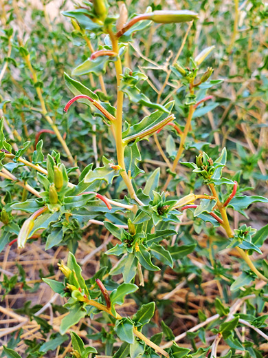 Hairless leaves and stem