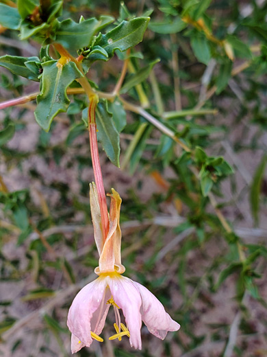 Withering flower