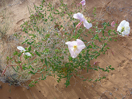 Pale Evening Primrose