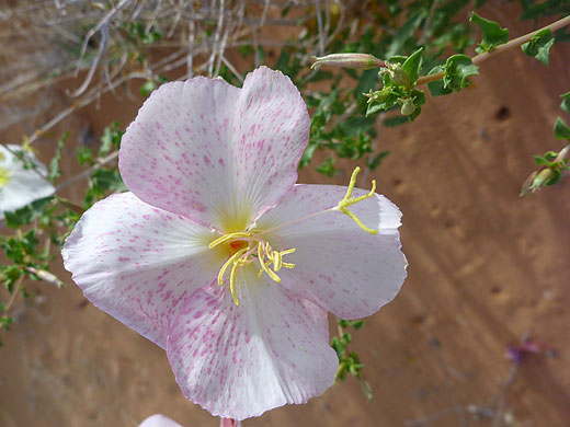 Pinkish flower