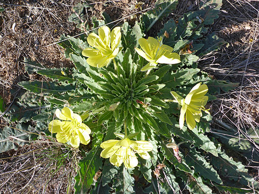 Yellow-Flower Desert Evening-Primrose